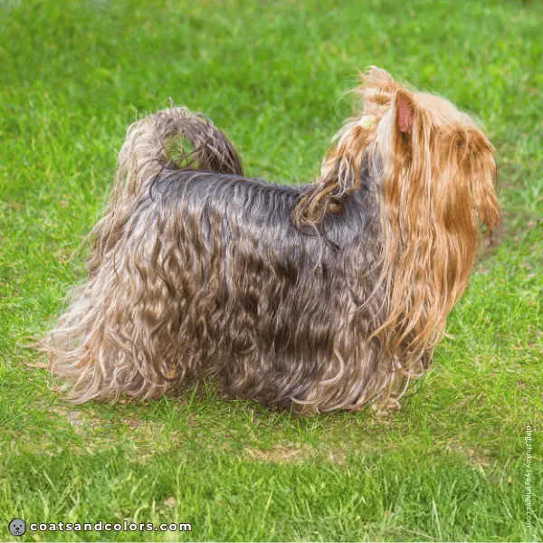 coatsandcolors.com Yorkshire Terrier Colors curly coat