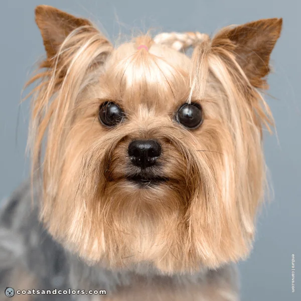 coatsandcolors.com Yorkshire Terrier Colors eye color 3