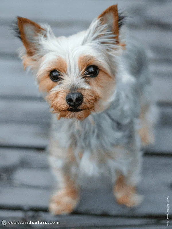 coatsandcolors.com Yorkshire Terrier Colors faded black vs red