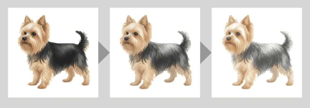coatsandcolors.com Yorkshire Terrier Colors graying chart