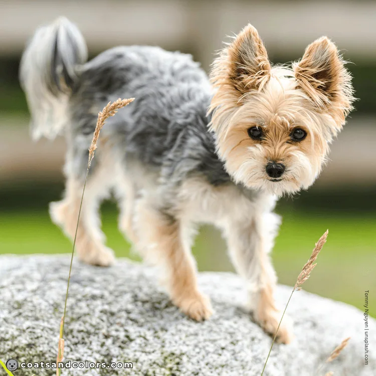 coatsandcolors.com Yorkshire Terrier Colors intensity light tan