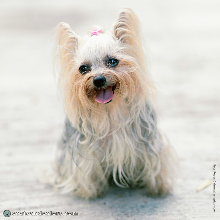 coatsandcolors.com Yorkshire Terrier Colors intensity very light tan color