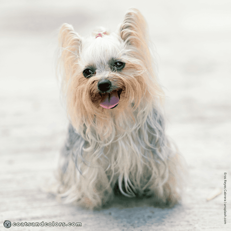 coatsandcolors.com Yorkshire Terrier Colors intensity very light tan color