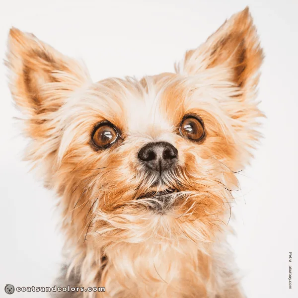 coatsandcolors.com Yorkshire Terrier Colors light nose