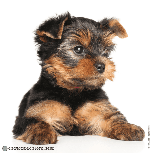 coatsandcolors.com Yorkshire Terrier Colors puppy color change 2