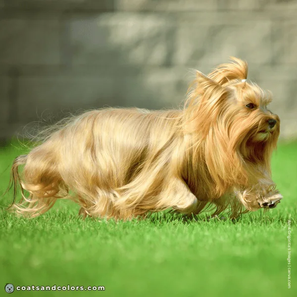 coatsandcolors.com Yorkshire Terrier Colors running gold 2