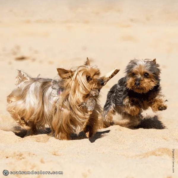 coatsandcolors.com Yorkshire Terrier Colors running gold