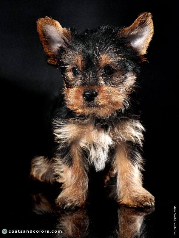 coatsandcolors.com Yorkshire Terrier Colors white spot chest puppy