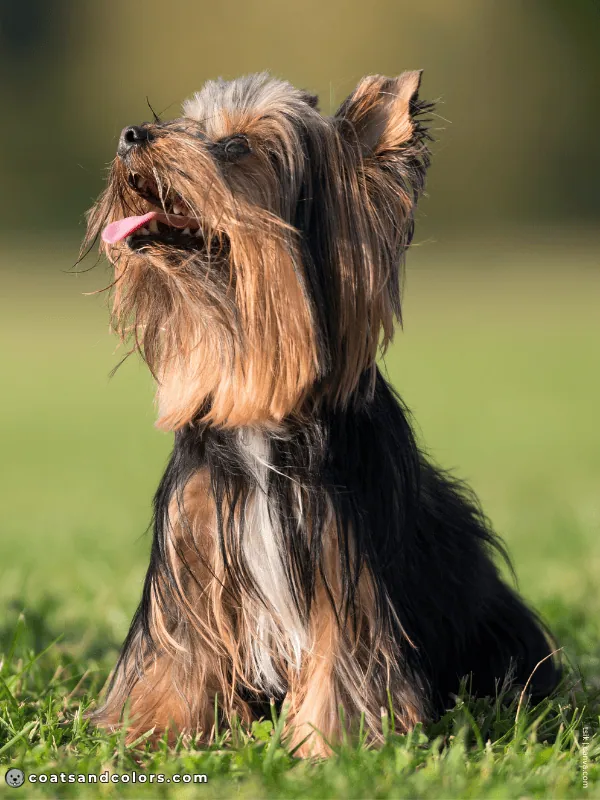 coatsandcolors.com Yorkshire Terrier Colors white spot stripe