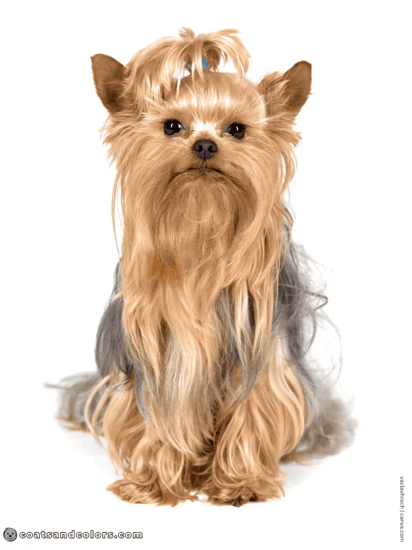 coatsandcolors.com Yorkshire Terrier colors base color faded black