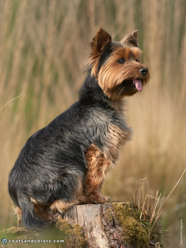 coatsandcolors.com Yorkshire Terrier colors black gold 1
