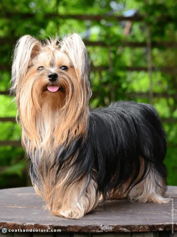 coatsandcolors.com Yorkshire Terrier colors black gold 2