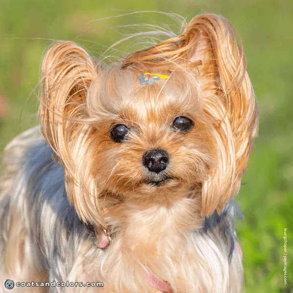 coatsandcolors.com Yorkshire Terrier colors black nose 1