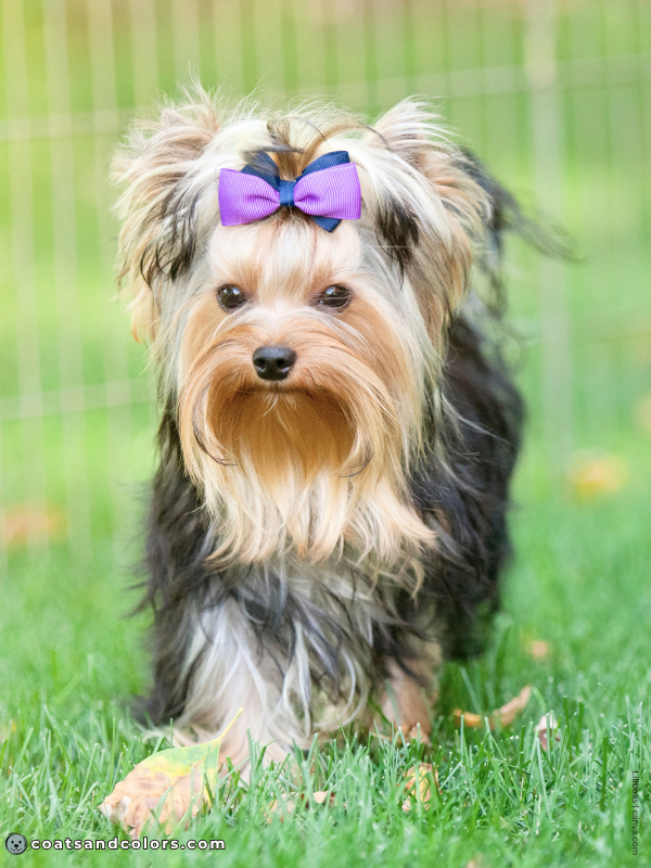 coatsandcolors.com Yorkshire Terrier colors black tan 2