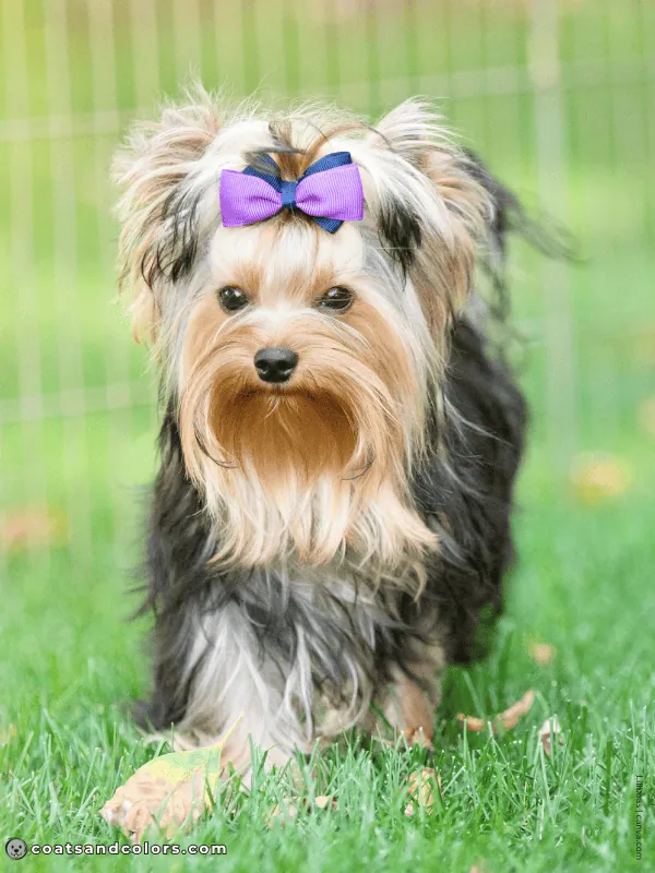 coatsandcolors.com Yorkshire Terrier colors black tan 2