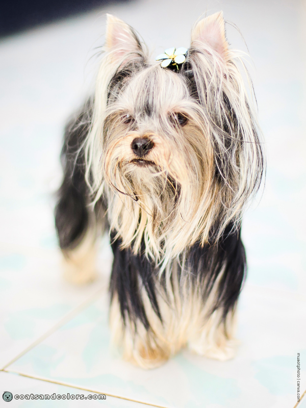 coatsandcolors.com Yorkshire Terrier colors black tan 5