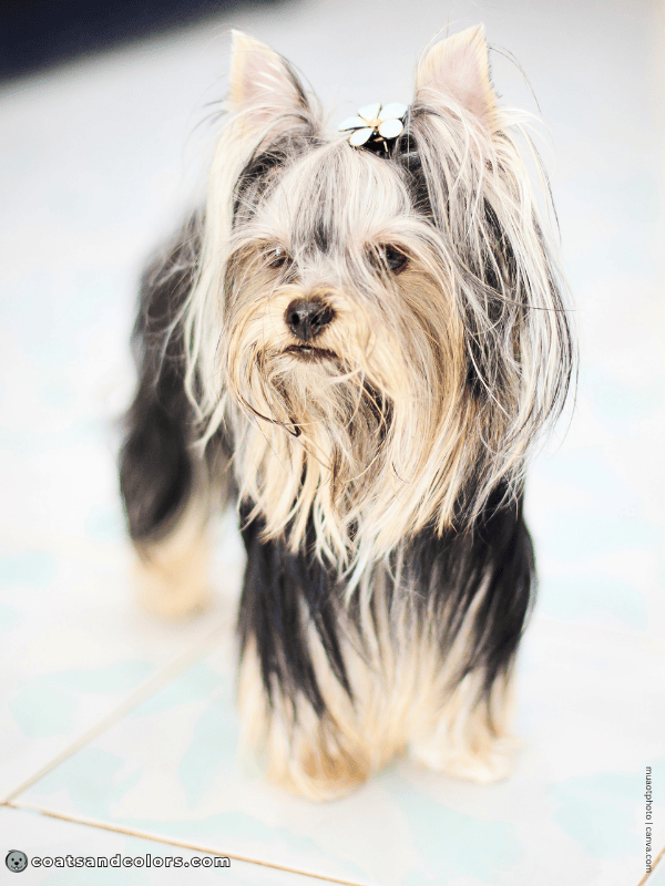 coatsandcolors.com Yorkshire Terrier colors black tan 5
