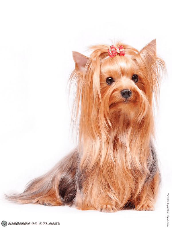coatsandcolors.com Yorkshire Terrier colors blue gold 1