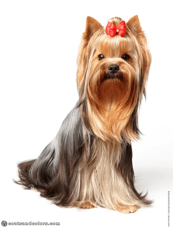 coatsandcolors.com Yorkshire Terrier colors blue gold 3b