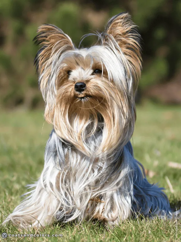 coatsandcolors.com Yorkshire Terrier colors blue tan 3