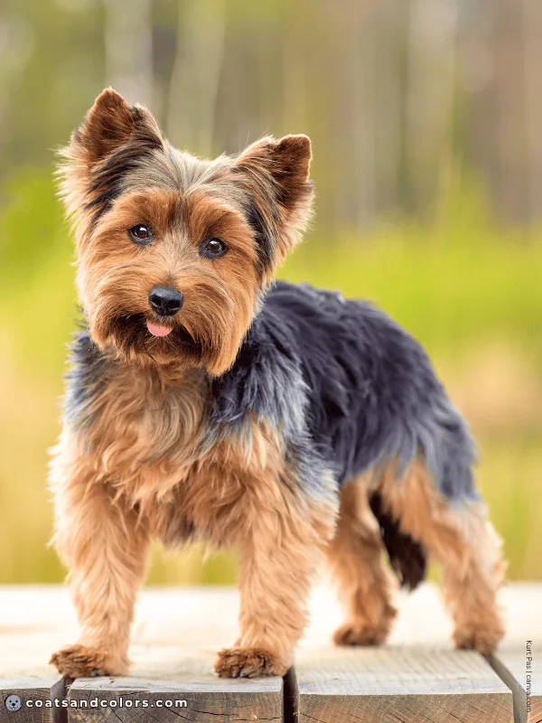 coatsandcolors.com Yorkshire Terrier colors coat type pet
