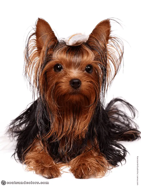 coatsandcolors.com Yorkshire Terrier colors dark intensity