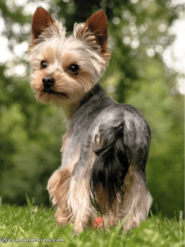 coatsandcolors.com Yorkshire Terrier colors dark tail