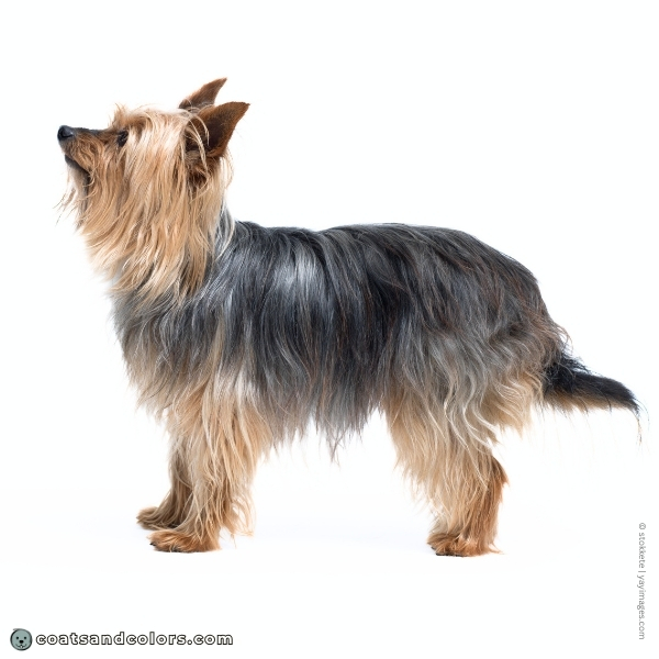 coatsandcolors.com Yorkshire Terrier colors example 1 1