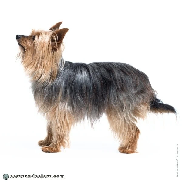 coatsandcolors.com Yorkshire Terrier colors example 1 1