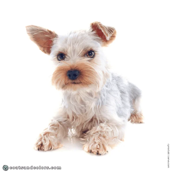 coatsandcolors.com Yorkshire Terrier colors extreme graying 2