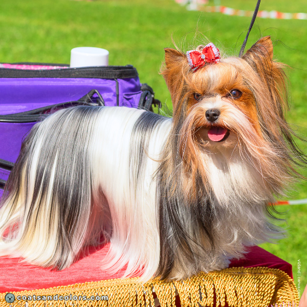 coatsandcolors.com Yorkshire Terrier colors faulty colors Biewer parti
