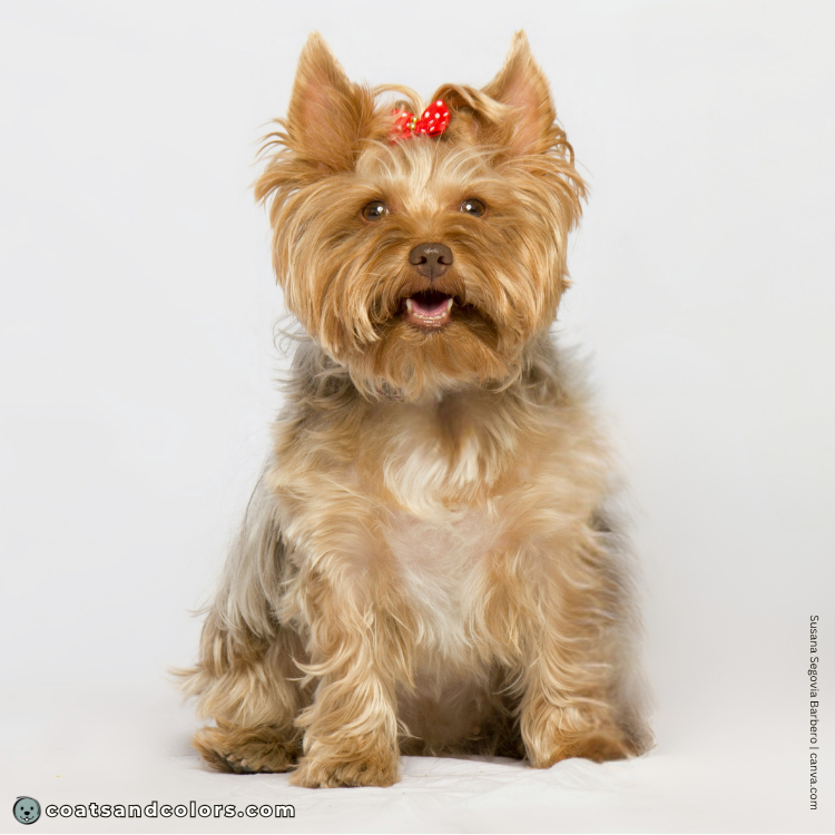 coatsandcolors.com Yorkshire Terrier colors faulty colors chocolate saddle