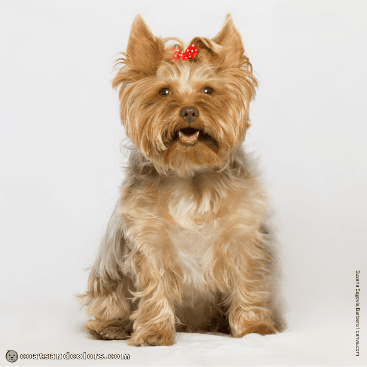 coatsandcolors.com Yorkshire Terrier colors faulty colors chocolate saddle