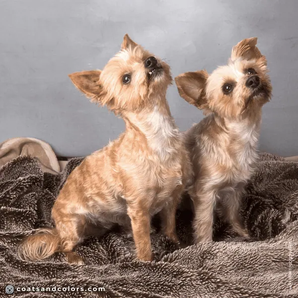 coatsandcolors.com Yorkshire Terrier colors faulty colors golddust ee