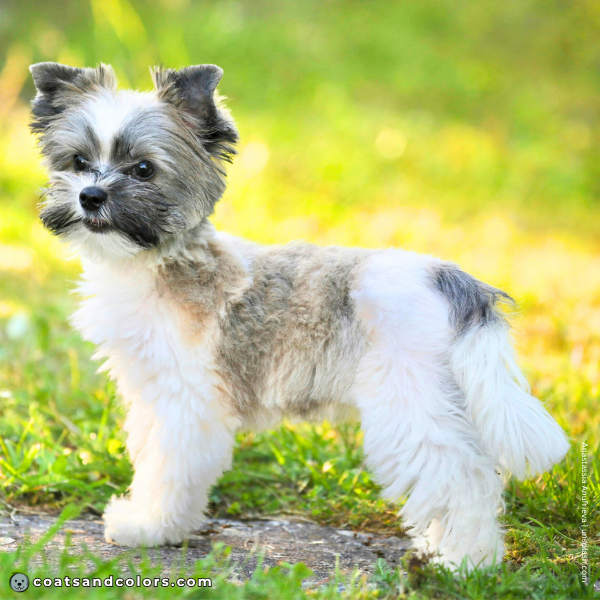 coatsandcolors.com Yorkshire Terrier colors faulty colors sable white