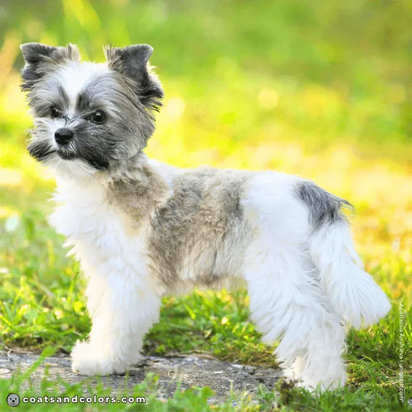 coatsandcolors.com Yorkshire Terrier colors faulty colors sable white