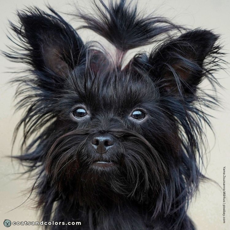 coatsandcolors.com Yorkshire Terrier colors faulty colors solid black