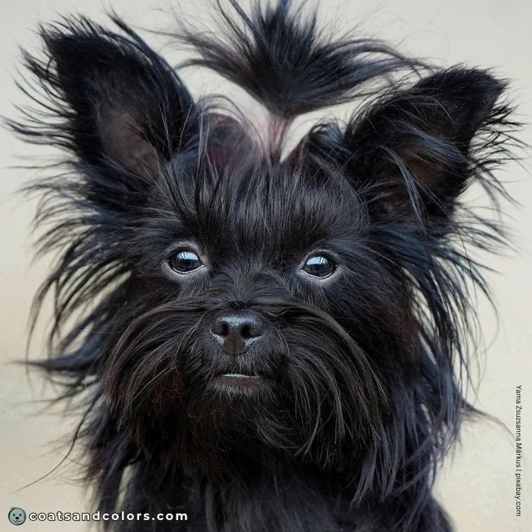 coatsandcolors.com Yorkshire Terrier colors faulty colors solid black