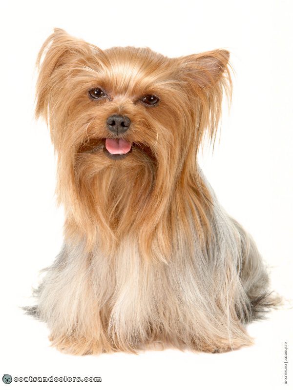 coatsandcolors.com Yorkshire Terrier colors gold color