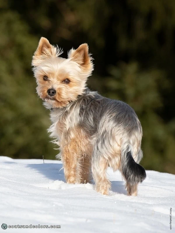 coatsandcolors.com Yorkshire Terrier colors graying 1