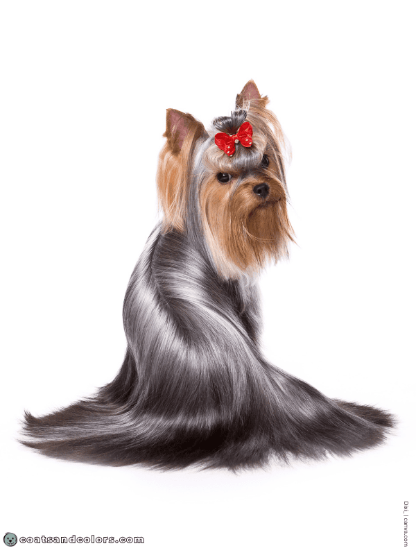 coatsandcolors.com Yorkshire Terrier colors graying 3