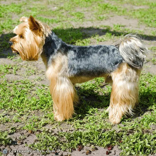 coatsandcolors.com Yorkshire Terrier colors medium graying