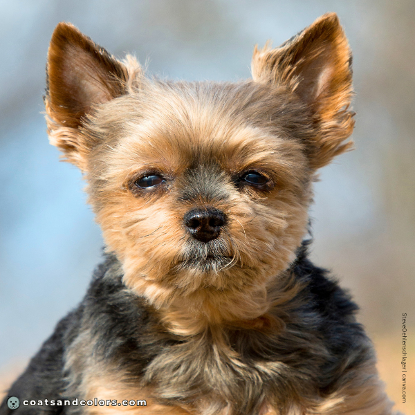 coatsandcolors.com Yorkshire Terrier colors nose black 1