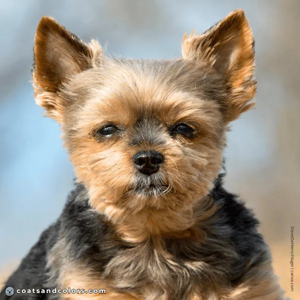 coatsandcolors.com Yorkshire Terrier colors nose black 1