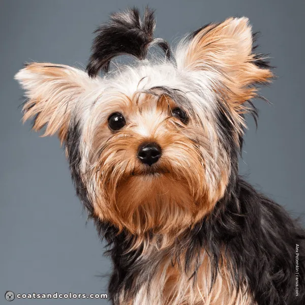 coatsandcolors.com Yorkshire Terrier colors nose black 2
