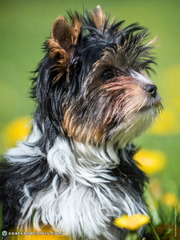 coatsandcolors.com Yorkshire Terrier colors piebald Biewer