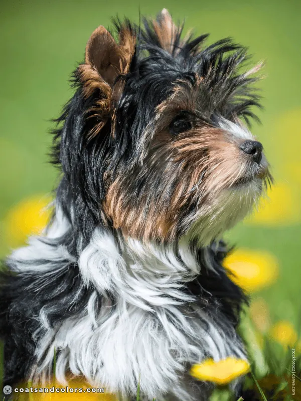 coatsandcolors.com Yorkshire Terrier colors piebald Biewer