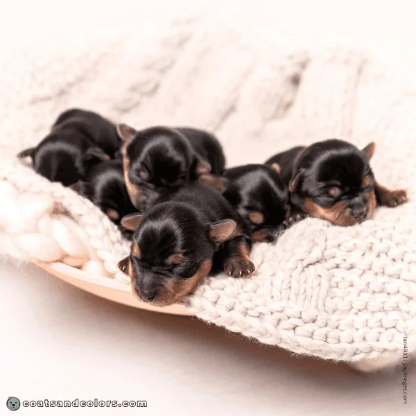 coatsandcolors.com Yorkshire Terrier colors puppies young