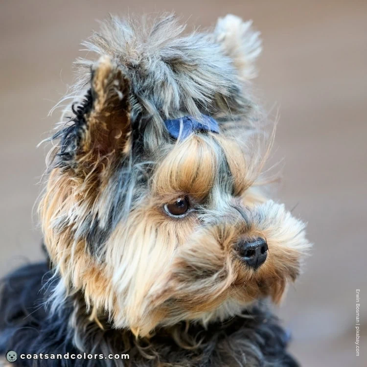 coatsandcolors.com Yorkshire Terrier colors puppy graying