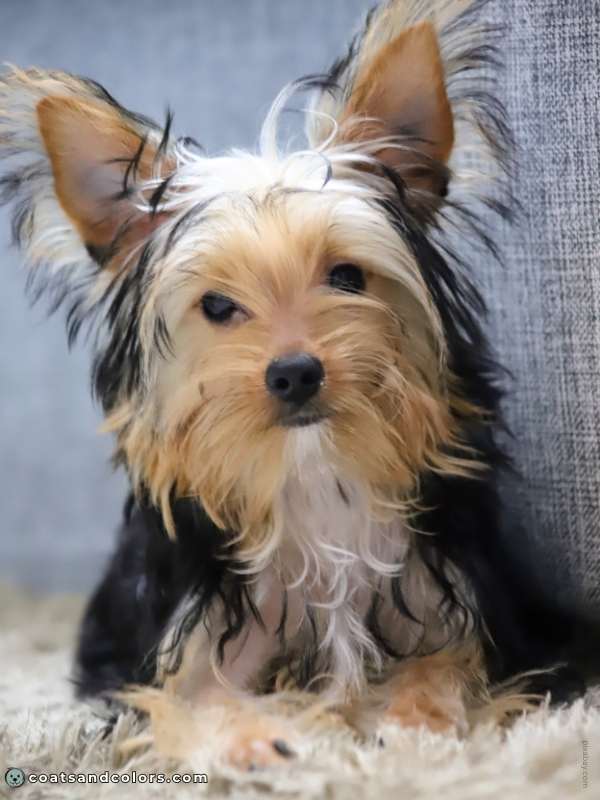 coatsandcolors.com Yorkshire Terrier colors puppy tan extending over head black growing out
